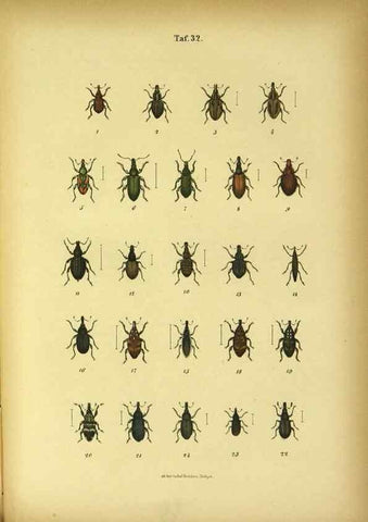 Reproducción/Reproduction 48903207637: C. G. Calwers Käferbuch;. Stuttgart,J. Hoffman[1883]. 