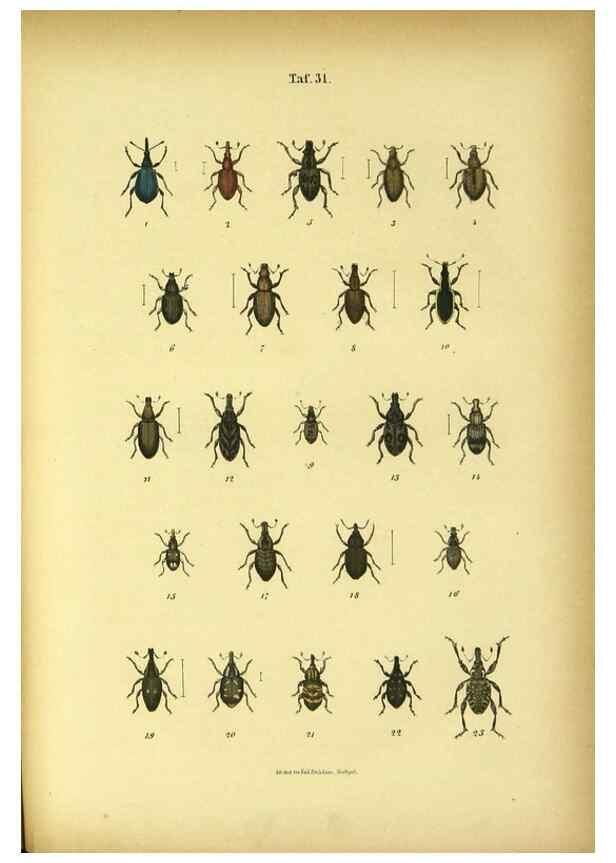 Reproducción/Reproduction 48903000331: C. G. Calwers Käferbuch;. Stuttgart,J. Hoffman[1883]. 