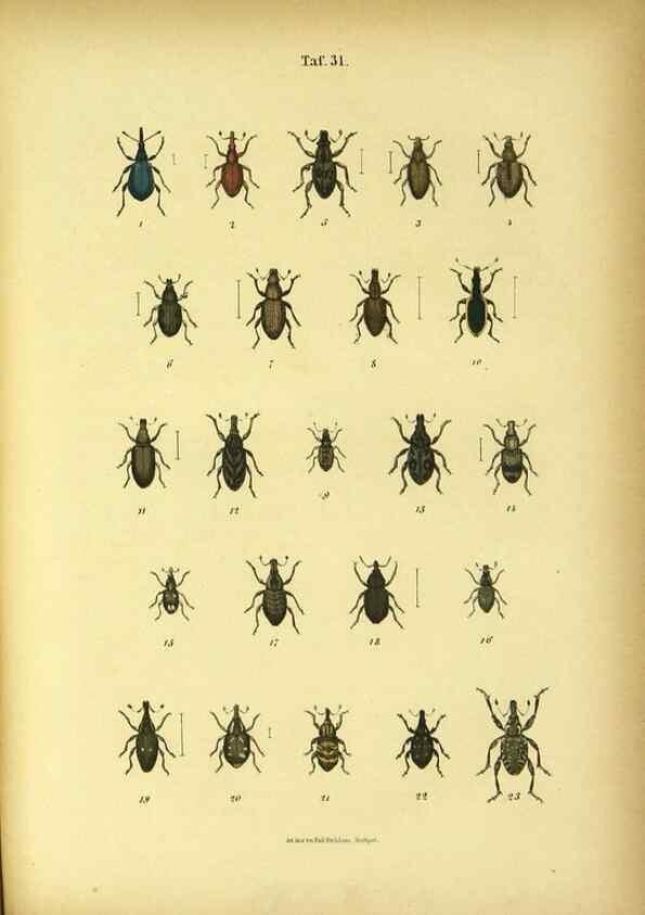 Reproducción/Reproduction 48903000331: C. G. Calwers Käferbuch;. Stuttgart,J. Hoffman[1883]. 
