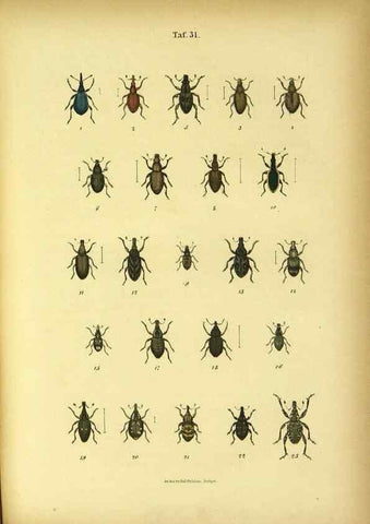 Reproducción/Reproduction 48903000331: C. G. Calwers Käferbuch;. Stuttgart,J. Hoffman[1883]. 