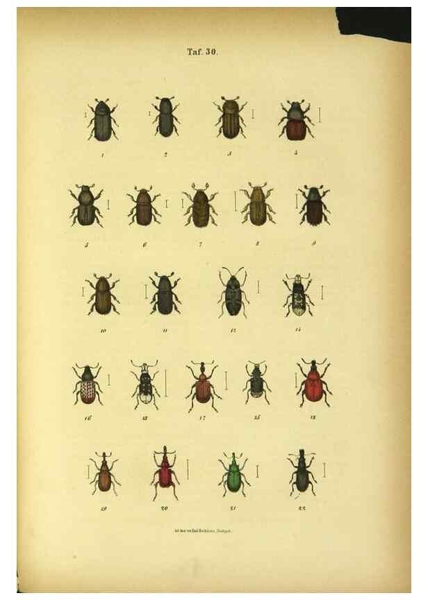 Reproducción/Reproduction 48903207127: C. G. Calwers Käferbuch;. Stuttgart,J. Hoffman[1883]. 