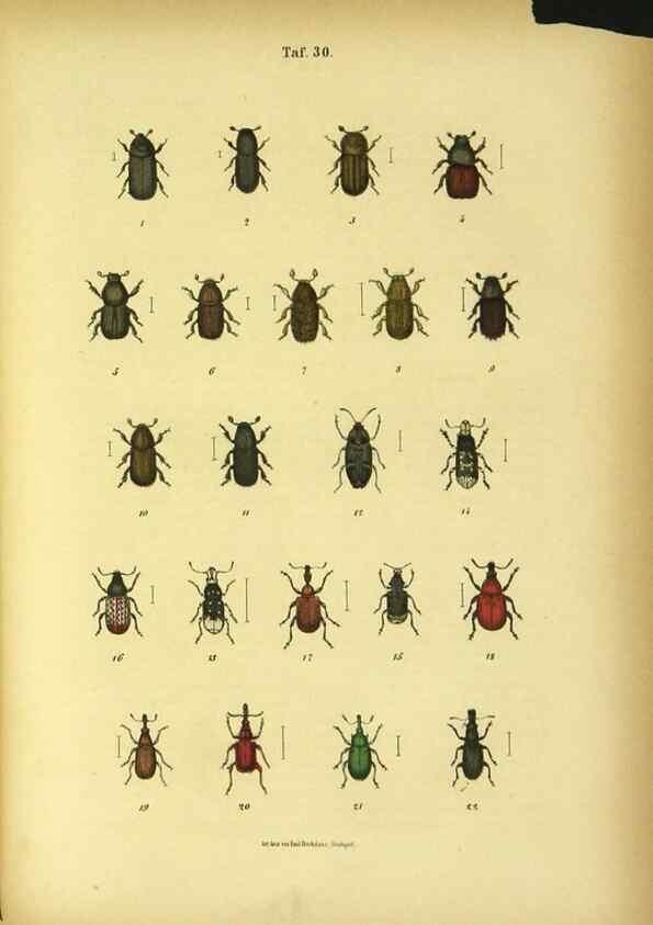 Reproducción/Reproduction 48903207127: C. G. Calwers Käferbuch;. Stuttgart,J. Hoffman[1883]. 