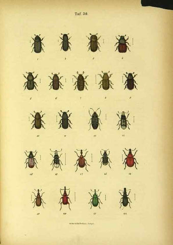 Reproducción/Reproduction 48903207127: C. G. Calwers Käferbuch;. Stuttgart,J. Hoffman[1883]. 