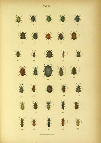 Reproducción/Reproduction 48903201522: C. G. Calwers Käferbuch;. Stuttgart,J. Hoffman[1883]. 