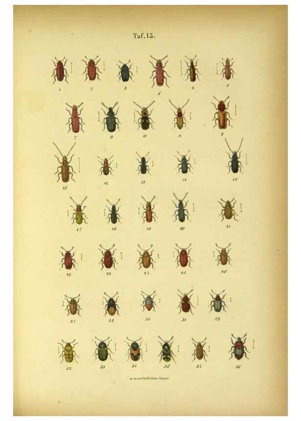 Reproducción/Reproduction 48902469178: C. G. Calwers Käferbuch;. Stuttgart,J. Hoffman[1883]. 