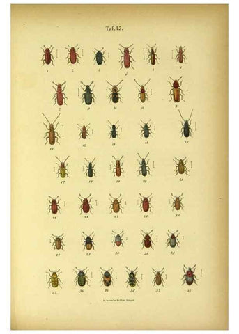 Reproducción/Reproduction 48902469178: C. G. Calwers Käferbuch;. Stuttgart,J. Hoffman[1883]. 