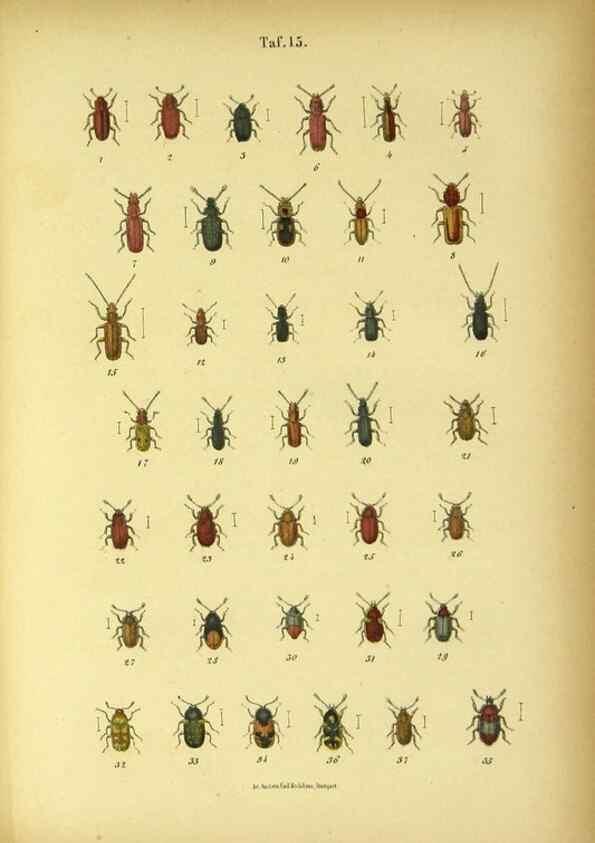 Reproducción/Reproduction 48902469178: C. G. Calwers Käferbuch;. Stuttgart,J. Hoffman[1883]. 