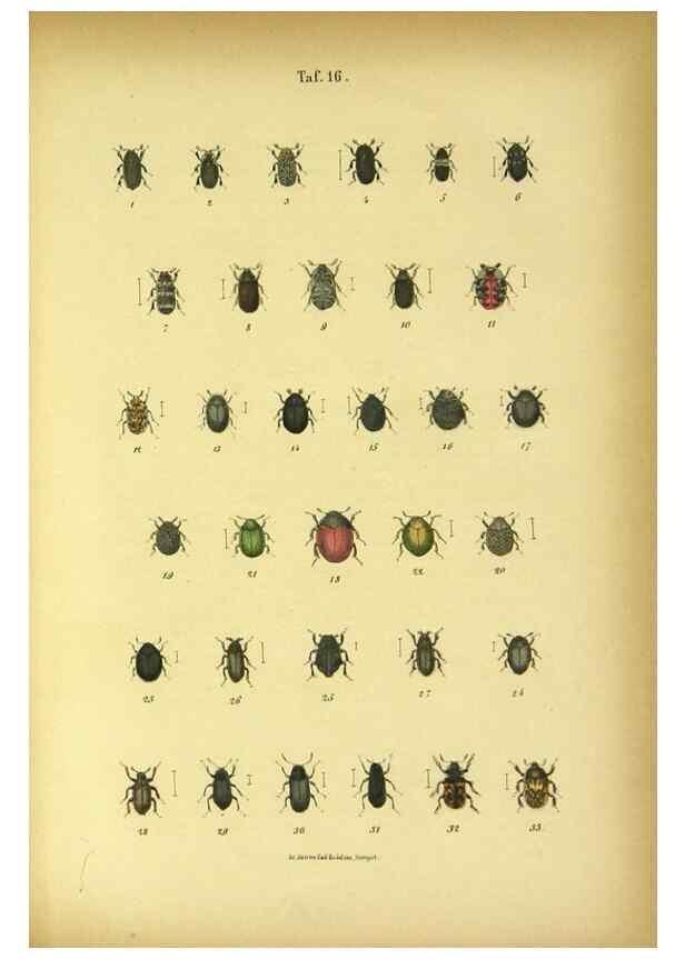 Reproducción/Reproduction 48902995216: C. G. Calwers Käferbuch;. Stuttgart,J. Hoffman[1883]. 