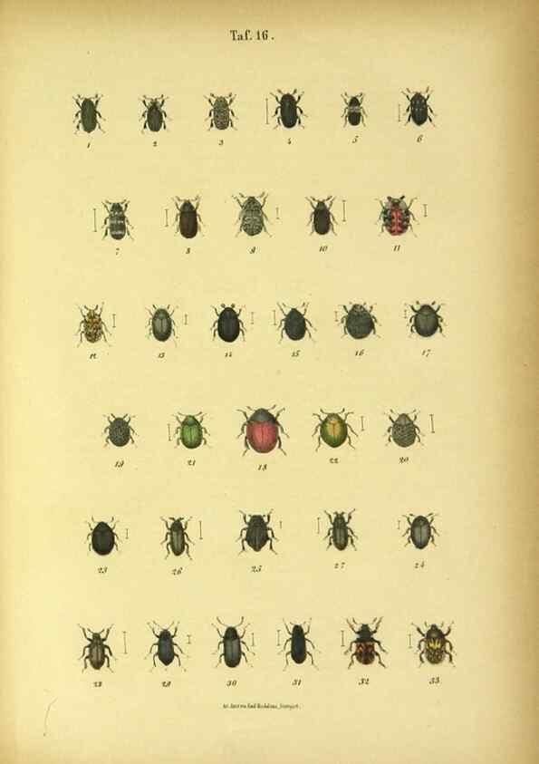 Reproducción/Reproduction 48902995216: C. G. Calwers Käferbuch;. Stuttgart,J. Hoffman[1883]. 