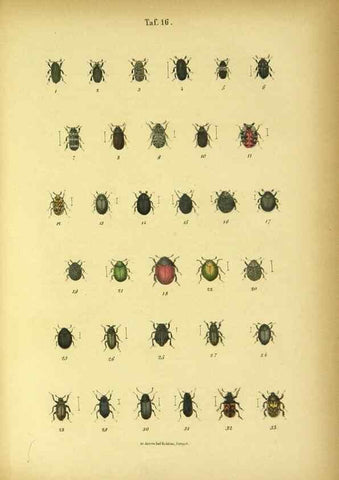 Reproducción/Reproduction 48902995216: C. G. Calwers Käferbuch;. Stuttgart,J. Hoffman[1883]. 