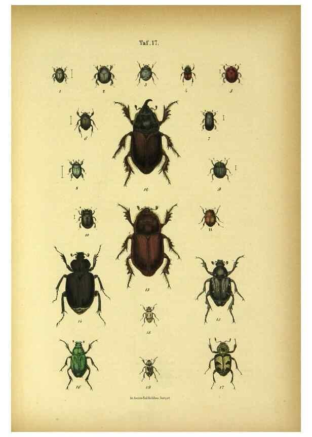 Reproducción/Reproduction 48902470108: C. G. Calwers Käferbuch;. Stuttgart,J. Hoffman[1883]. 