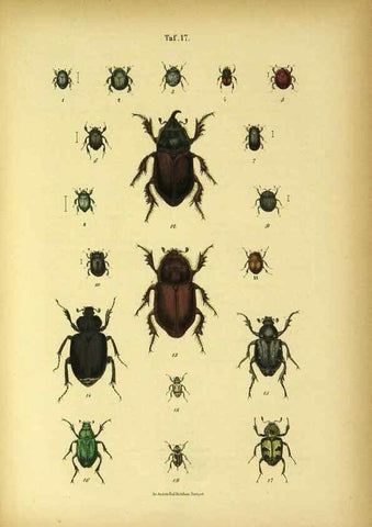 Reproducción/Reproduction 48902470108: C. G. Calwers Käferbuch;. Stuttgart,J. Hoffman[1883]. 