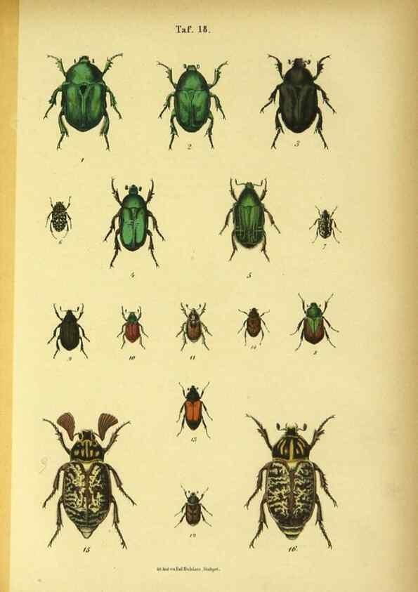 Reproducción/Reproduction 48903203057: C. G. Calwers Käferbuch;. Stuttgart,J. Hoffman[1883]. 