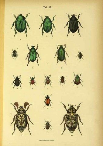 Reproducción/Reproduction 48903203057: C. G. Calwers Käferbuch;. Stuttgart,J. Hoffman[1883]. 