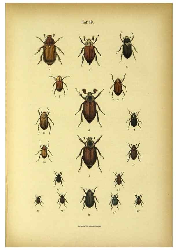 Reproducción/Reproduction 48902996221: C. G. Calwers Käferbuch;. Stuttgart,J. Hoffman[1883]. 