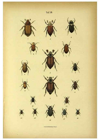 Reproducción/Reproduction 48902996221: C. G. Calwers Käferbuch;. Stuttgart,J. Hoffman[1883]. 
