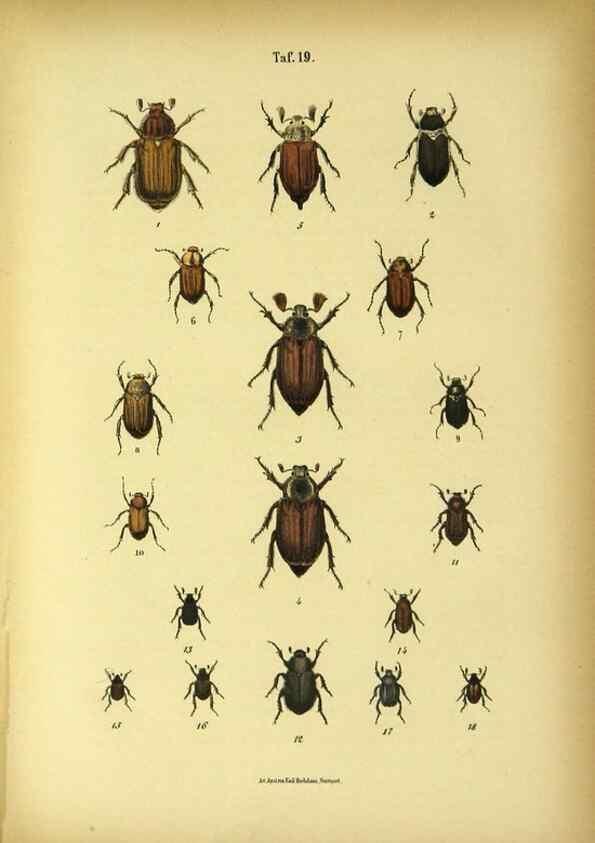 Reproducción/Reproduction 48902996221: C. G. Calwers Käferbuch;. Stuttgart,J. Hoffman[1883]. 