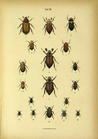 Reproducción/Reproduction 48902996221: C. G. Calwers Käferbuch;. Stuttgart,J. Hoffman[1883]. 