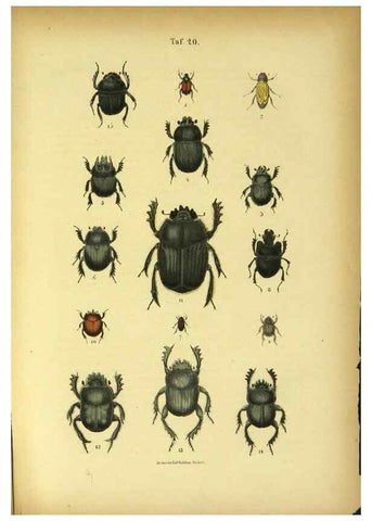 Reproducción/Reproduction 48903203587: C. G. Calwers Käferbuch;. Stuttgart,J. Hoffman[1883]. 