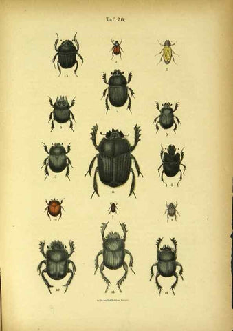 Reproducción/Reproduction 48903203587: C. G. Calwers Käferbuch;. Stuttgart,J. Hoffman[1883]. 