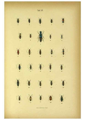 Reproducción/Reproduction 48902993726: C. G. Calwers Käferbuch;. Stuttgart,J. Hoffman[1883]. 