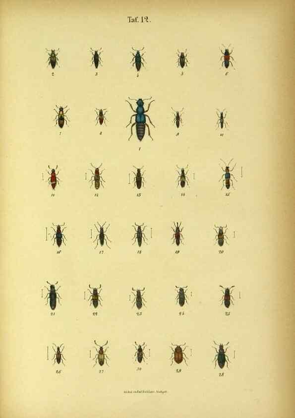 Reproducción/Reproduction 48902993726: C. G. Calwers Käferbuch;. Stuttgart,J. Hoffman[1883]. 
