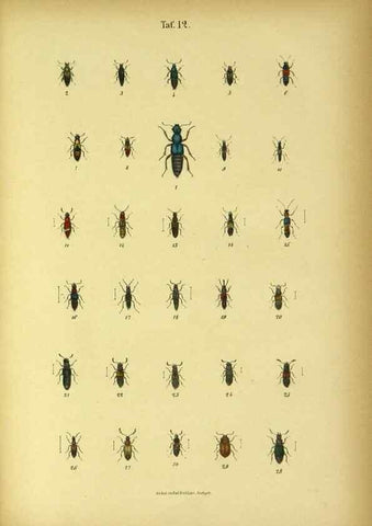 Reproducción/Reproduction 48902993726: C. G. Calwers Käferbuch;. Stuttgart,J. Hoffman[1883]. 