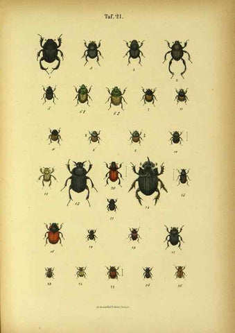 Reproducción/Reproduction 48902471408: C. G. Calwers Käferbuch;. Stuttgart,J. Hoffman[1883]. 