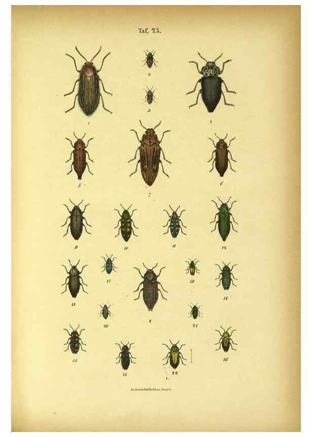 Reproducción/Reproduction 48903204517: C. G. Calwers Käferbuch;. Stuttgart,J. Hoffman[1883]. 