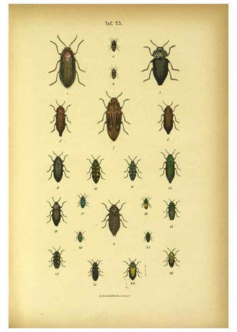 Reproducción/Reproduction 48903204517: C. G. Calwers Käferbuch;. Stuttgart,J. Hoffman[1883]. 
