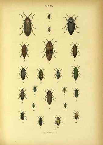 Reproducción/Reproduction 48903204517: C. G. Calwers Käferbuch;. Stuttgart,J. Hoffman[1883]. 
