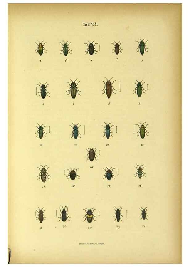 Reproducción/Reproduction 48903205252: C. G. Calwers Käferbuch;. Stuttgart,J. Hoffman[1883]. 