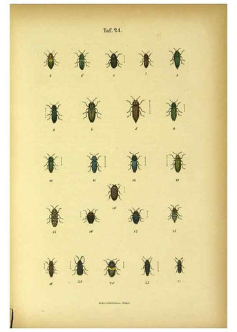Reproducción/Reproduction 48903205252: C. G. Calwers Käferbuch;. Stuttgart,J. Hoffman[1883]. 