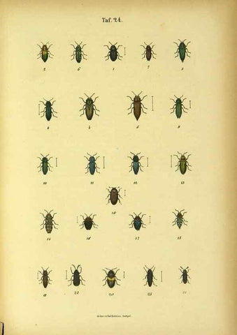 Reproducción/Reproduction 48903205252: C. G. Calwers Käferbuch;. Stuttgart,J. Hoffman[1883]. 