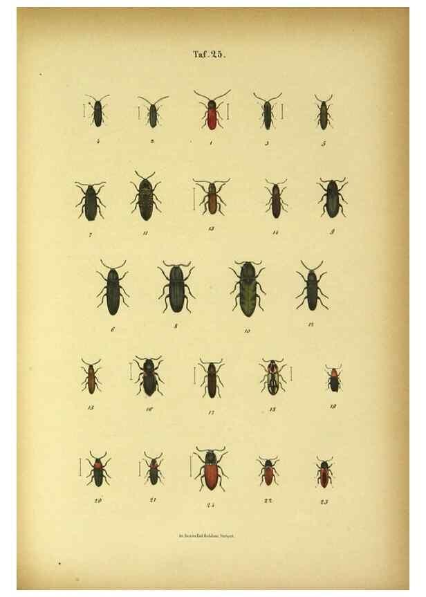 Reproducción/Reproduction 48902998491: C. G. Calwers Käferbuch;. Stuttgart,J. Hoffman[1883]. 