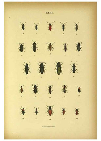 Reproducción/Reproduction 48902998491: C. G. Calwers Käferbuch;. Stuttgart,J. Hoffman[1883]. 