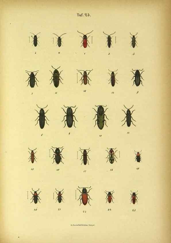 Reproducción/Reproduction 48902998491: C. G. Calwers Käferbuch;. Stuttgart,J. Hoffman[1883]. 