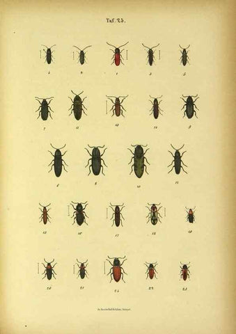 Reproducción/Reproduction 48902998491: C. G. Calwers Käferbuch;. Stuttgart,J. Hoffman[1883]. 