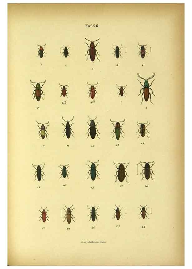 Reproducción/Reproduction 48902473298: C. G. Calwers Käferbuch;. Stuttgart,J. Hoffman[1883]. 