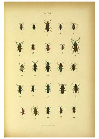 Reproducción/Reproduction 48902473298: C. G. Calwers Käferbuch;. Stuttgart,J. Hoffman[1883]. 