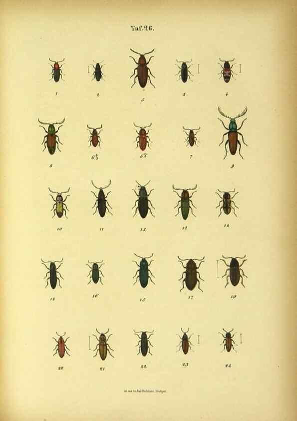 Reproducción/Reproduction 48902473298: C. G. Calwers Käferbuch;. Stuttgart,J. Hoffman[1883]. 