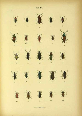 Reproducción/Reproduction 48902473298: C. G. Calwers Käferbuch;. Stuttgart,J. Hoffman[1883]. 