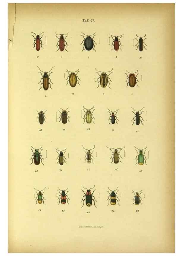 Reproducción/Reproduction 48902999121: C. G. Calwers Käferbuch;. Stuttgart,J. Hoffman[1883]. 