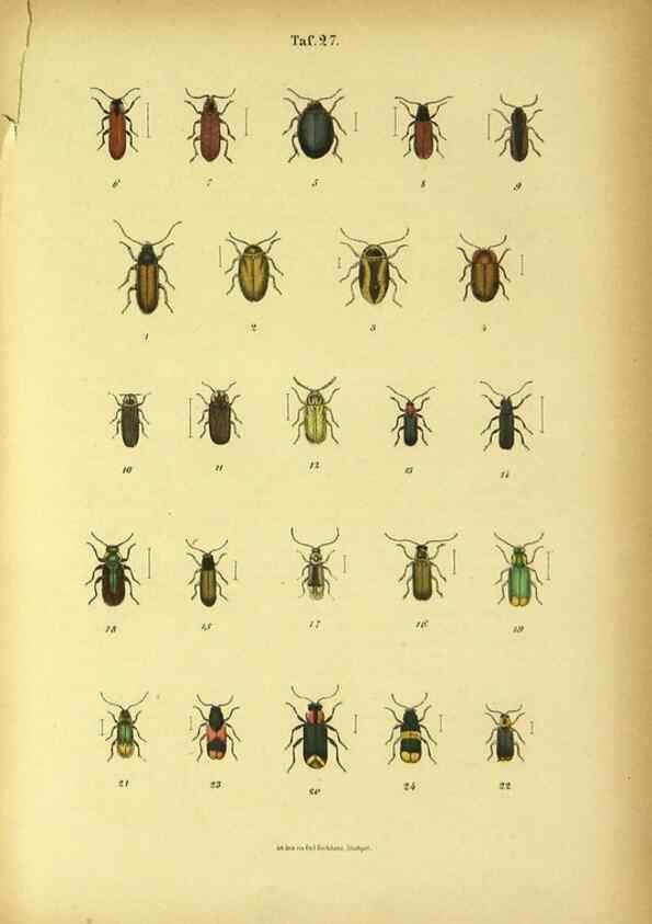 Reproducción/Reproduction 48902999121: C. G. Calwers Käferbuch;. Stuttgart,J. Hoffman[1883]. 