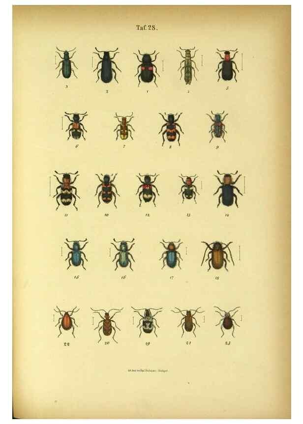 Reproducción/Reproduction 48903206642: C. G. Calwers Käferbuch;. Stuttgart,J. Hoffman[1883]. 