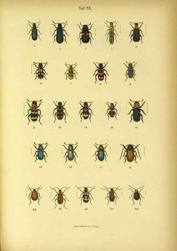 Reproducción/Reproduction 48903206642: C. G. Calwers Käferbuch;. Stuttgart,J. Hoffman[1883]. 