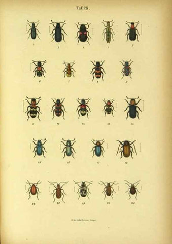Reproducción/Reproduction 48903206642: C. G. Calwers Käferbuch;. Stuttgart,J. Hoffman[1883]. 