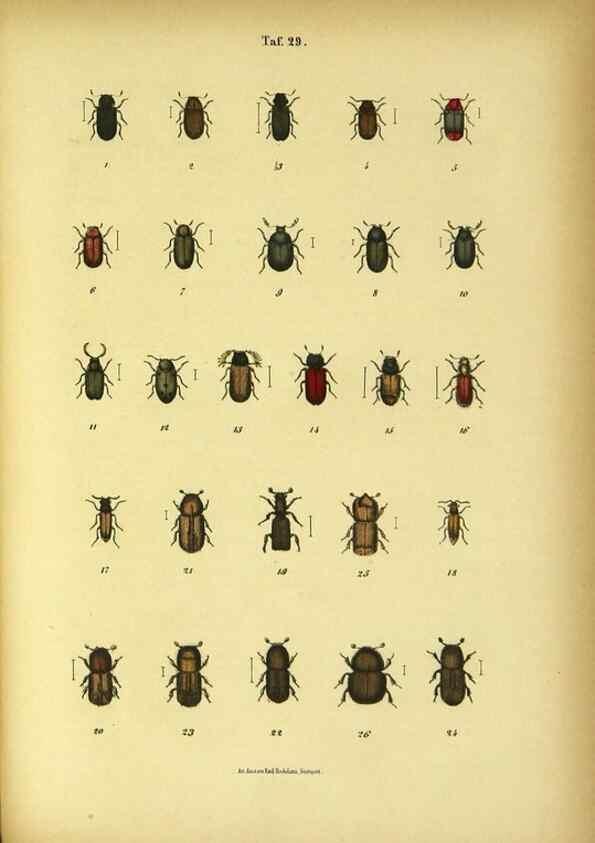 Reproducción/Reproduction 48903206837: C. G. Calwers Käferbuch;. Stuttgart,J. Hoffman[1883]. 