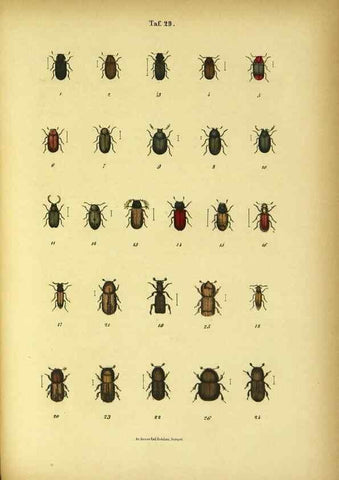 Reproducción/Reproduction 48903206837: C. G. Calwers Käferbuch;. Stuttgart,J. Hoffman[1883]. 