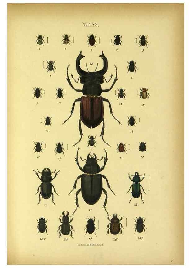 Reproducción/Reproduction 48902997151: C. G. Calwers Käferbuch;. Stuttgart,J. Hoffman[1883]. 